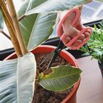 Ciseaux pour plantes d'intérieur