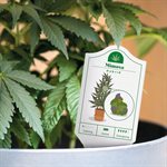 Guide pour Cannabis(Anglais)